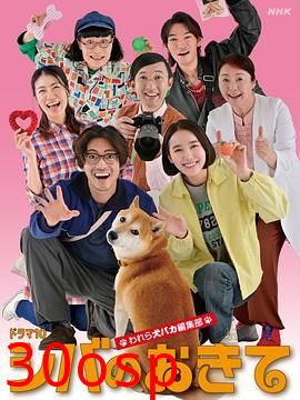 柴犬的规矩我们这群狗痴编辑部