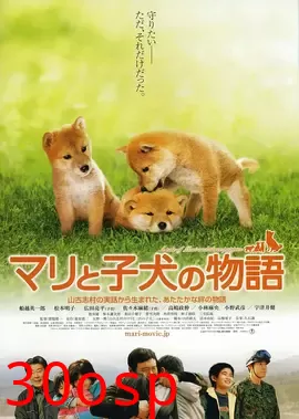 爱犬的奇迹【影视解说】